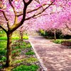 Primavera-alberi-fioriti.jpg