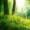 carte-da-parati-natura-primavera-bellissimo-paesaggio-erba-verde-e-alberi.jpg.jpg