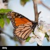 farfalla-monarca-alimentazione-su-una-primavera-anticipata-apple-blossom-d1cb46.jpg