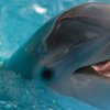 i-delfini-tratti-personalitA-simili-esseri-umani-v3-501622.jpg