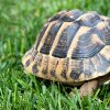 turtle-on-the-grass-2021-08-26-22-34-25-utc.jpg