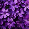 ai-generated-floral-purple-flower-background-ai-generated-photo.jpg