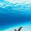 green-sea-turtle-8199770_1280.jpg