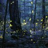 thumbnail_synchronous_fireflies_elkmont_photo-credit-radim-schreiber.jpeg